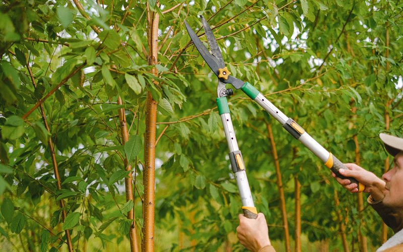 Tree trimming in Palestine, IL