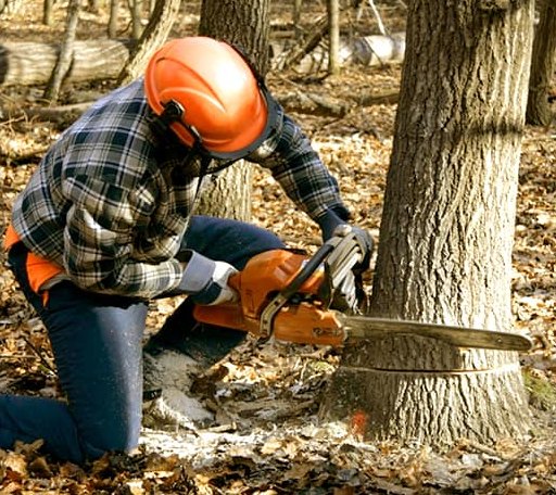Tree Removal in Palestine, IL
